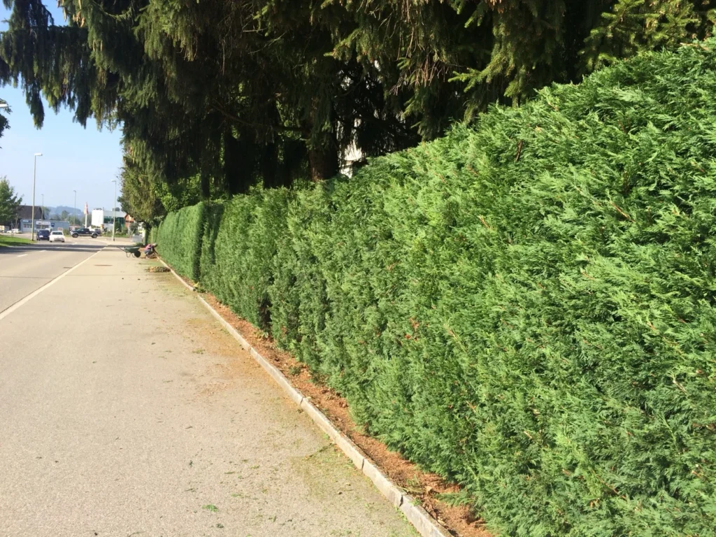 Lange gepflegte Koniferenhecke auf einem Villengrundstück in Rüti