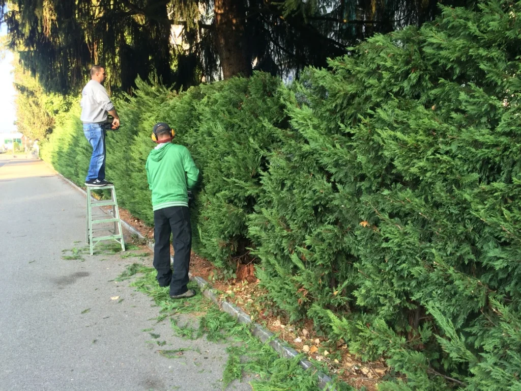 Zwei Propex-Mitarbeitende beim Heckenschnitt in Rüti